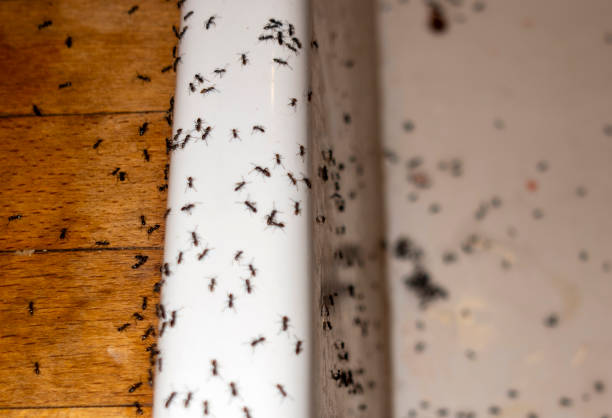 Best Insect Control  in West Pleasant View, CO