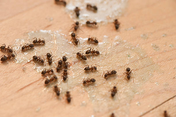 Best Emergency Pest Control  in West Pleasant View, CO