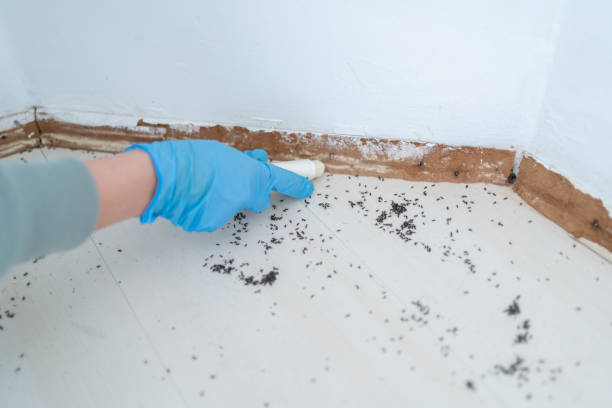 Best Best Pest Control Companies  in West Pleasant View, CO