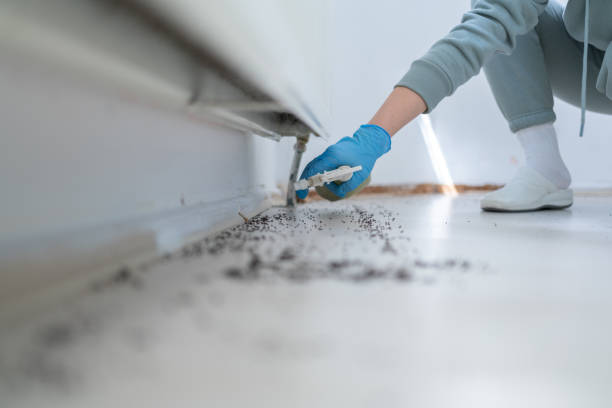 Reliable West Pleasant View, CO Pest Control Solutions
